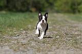BOSTON TERRIER 199